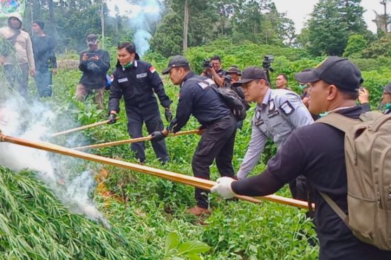 Ladang Ganja 300 Ribu Batang Ditemukan di Tengah Hutan, Langsung Dibakar - JPNN.COM