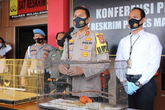 Polisi Tangkap Penjual Burung Tiong Emas, Berapa Harganya? - JPNN.COM