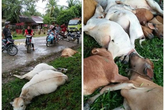 Belasan Ekor Lembu Mati Bergelimpangan Disambar Petir - JPNN.COM