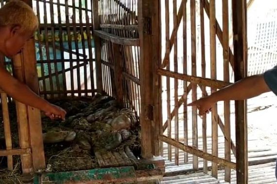 17 Kambing Hilang, Tersisa Jeroan, Ponpes Nahdlatul Wathan Langsung Heboh - JPNN.COM