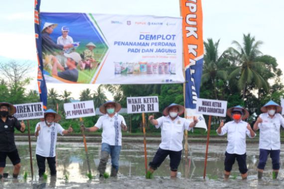 Pupuk Kaltim Kenalkan Pola Pemupukan Berimbang kepada Petani di Gorontalo - JPNN.COM