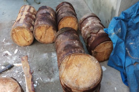 Kementan Pastikan Sagu dan Kelapa Terus Dikembangkan - JPNN.COM