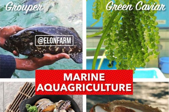 Marine Aquagriculture, Pertanian Modern Berbasis Air Laut - JPNN.COM