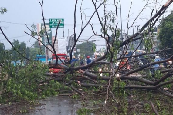 Hujan Angin di Bekasi, Pengendara Motor Tertimpa Pohon Tumbang - JPNN.COM