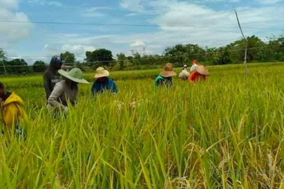 Kementan Dorong Kekuatan Ekspor Pertanian Indonesia melalui Gratieks - JPNN.COM