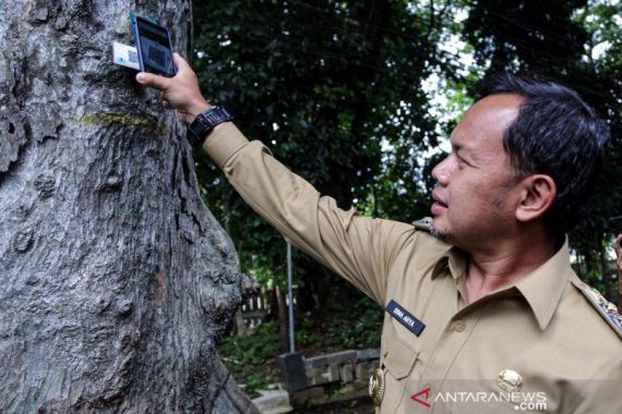 Bima Arya Ingatkan Warga Kota Bogor Kenali Ciri-ciri Pohon yang Rawan Tumbang - JPNN.COM