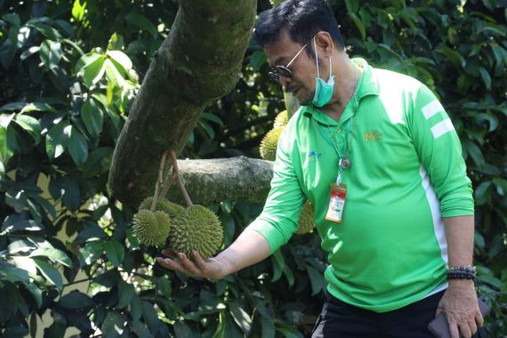 Produksi Durian Meningkat, Indonesia Bisa Menjadi Pemain Utama - JPNN.COM