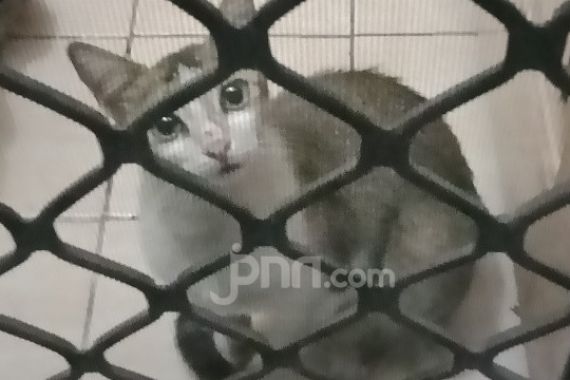 Terungkap Penyebab Oknum Brimob Emosi, Buang Kucing ke Parit - JPNN.COM
