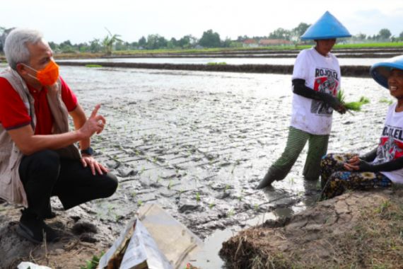 Pak Ganjar Kagum pada Semangat Warga Delanggu yang Membawa Kejayaan Rojolele - JPNN.COM