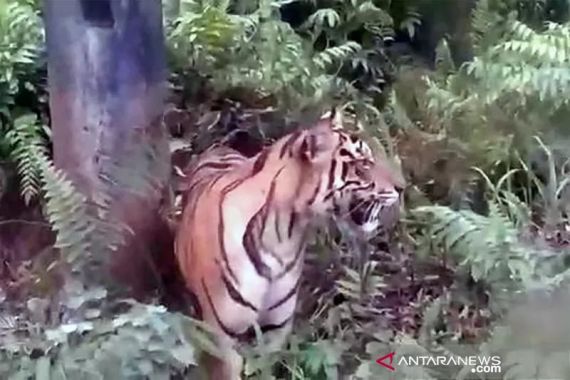 Mencekam, Harimau Sumatera Masuk ke Permukiman, Memangsa Anjing Lalu Tidur di Pinggir Jalan - JPNN.COM