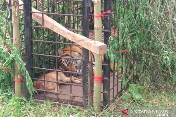Harimau Sumatera yang Meresahkan Warga Ini Akhirnya Masuk Perangkap, Nih Penampakannya - JPNN.COM