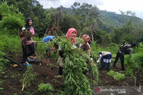 Petugas BNN nan Ayu Ikut Diterjunkan Memusnahkan 4 Hektare Ladang Ganja, Nih Penampakannya - JPNN.COM
