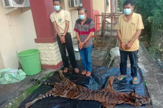 Polisi Tangkap Pelaku Perdagangan Kulit dan Organ Tubuh Harimau Sumatera, Nih Penampakannya - JPNN.COM