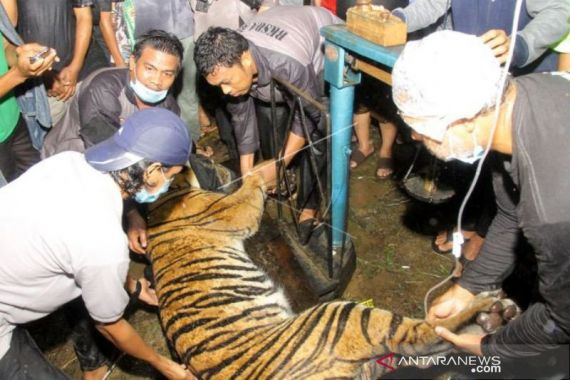 Lihat, Harimau Sumatra Jantan Itu Tertangkap - JPNN.COM