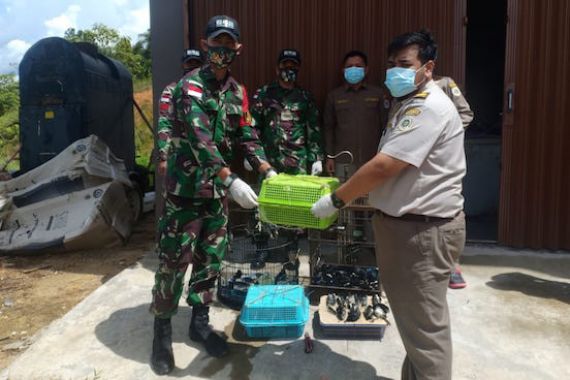 Satgas Pamtas RI-Malaysia Yonif 642 Gagalkan Penyelundupan Satwa Ilegal - JPNN.COM