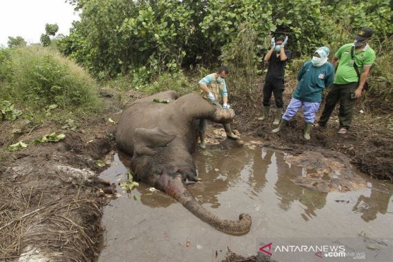 Sebelum Mati, Gajah Bernama Otto Tampak Lemas dan Kurang Nafsu Makan - JPNN.COM