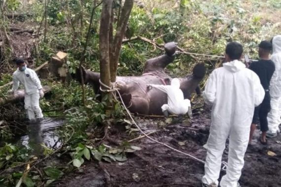 BKSDA Ungkap Penyebab Kematian Gajah di Bener Meriah - JPNN.COM