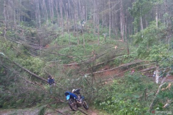Puluhan Pohon Tumbang, 3 Desa di Cianjur Terasing - JPNN.COM