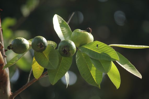 7 Manfaat Daun Jambu Biji, Penyakit Menyebalkan Ini Langsung Kabur - JPNN.COM