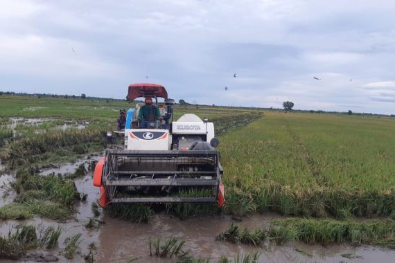 Ratusan Hektare Padi di Food Estate Pulang Pisau Segera Dipanen - JPNN.COM