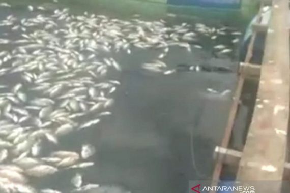 Satu Ton Ikan Nila Mati di Danau Maninjau, Petani Merugi Puluhan Juta - JPNN.COM