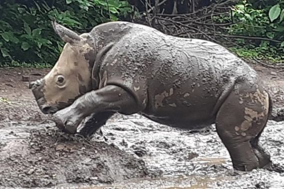 Azsyifa Si Bayi Badak Senang Berkubang di Lumpur, Lucu Banget - JPNN.COM