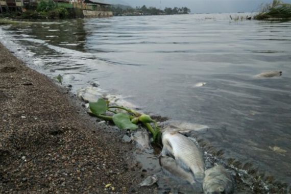15 Ton Ikan di Danau Maninjau Mati Mendadak, Bertebaran - JPNN.COM