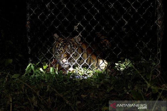 1 Harimau Sinka Zoo Ditembak Pakai Peluru Tajam, 1 Lagi Masih Berkeliaran - JPNN.COM