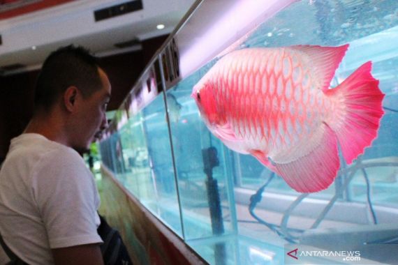 Keterlaluan, Duit Pengadaan Ikan Arwana pun Diduga Dikorupsi - JPNN.COM