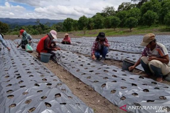 Pemkab Poso Hentikan Program Penanaman Bawang Putih Akibat Kesulitan Pemasaran - JPNN.COM