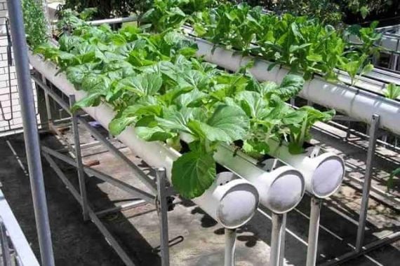 Pemkot Jaktim Sebut Langkah Kementan Bangun Urban Farming Dianggap Tepat - JPNN.COM