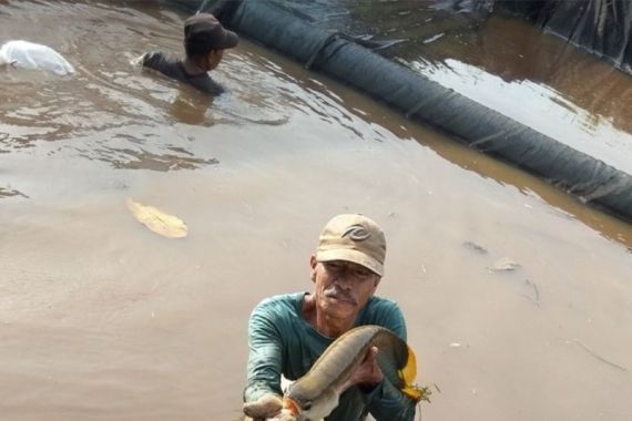 Polisi Selidiki Dugaan Pungli Pengadaan Ikan Arwana di Kapuas Hulu - JPNN.COM