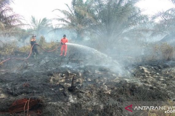 Waduh, Lahan Kelapa Sawit Kembali Terbakar di Agam - JPNN.COM