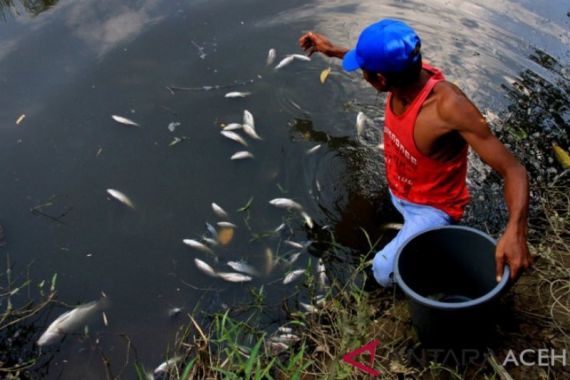 Ribuan Ikan Mendadak Mati, Sering Terjadi - JPNN.COM
