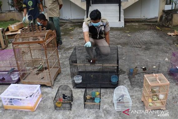 Tim Gabungan Gagalkan Penyelundupan Ratusan Ekor Burung Dilindungi - JPNN.COM