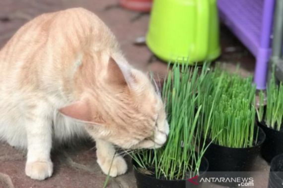 Gegara Aksi Keji, Pemerintah China Diteror Pecinta Kucing - JPNN.COM