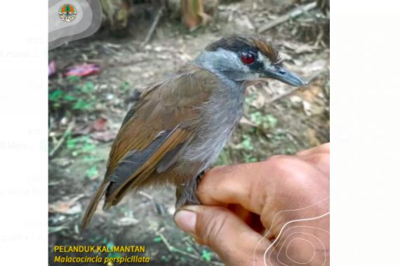 Burung Pelanduk Kalimantan Kembali Ditemukan di Kalsel Setelah 172 Tahun Hilang - JPNN.COM