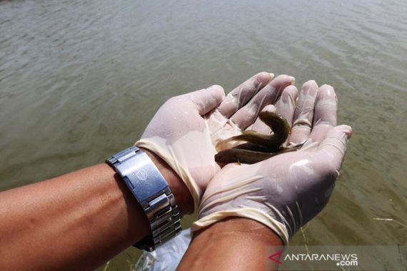 Antam Novambar Lepasliarkan Barang Bukti Ikan Endemik Kalbar - JPNN.COM