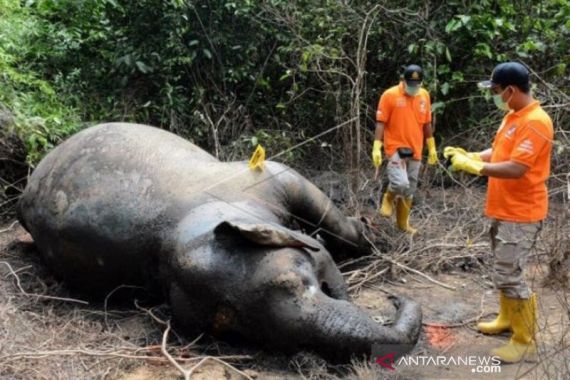 Gajah Ditemukan Mati, BKSDA Belum Tahu Penyebabnya - JPNN.COM