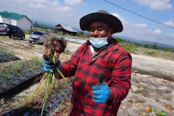 Food Estate Sumut Memasuki Masa Panen, Kementan Siapkan Mekanisme Penjualan - JPNN.COM