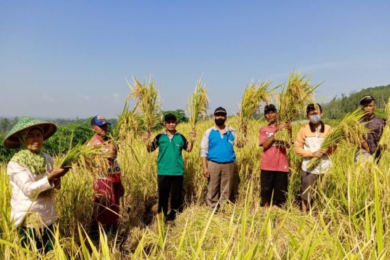 Panen Perdana Program PATB Padi di Cilacap Memuaskan, Petani Ucapkan Terima Kasih untuk Kementan - JPNN.COM