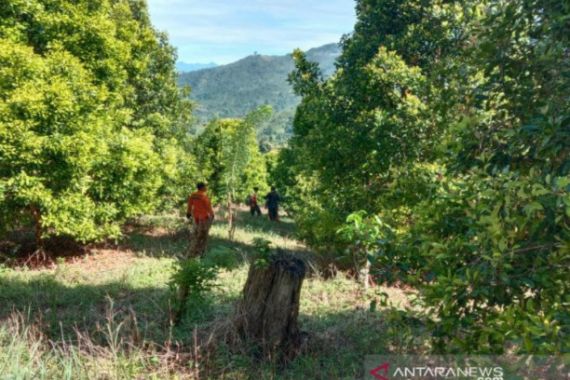 Hari Kelima, Basarnas Libatkan 60 Orang Cari Lansia yang Hilang di Hutan Kolaka - JPNN.COM