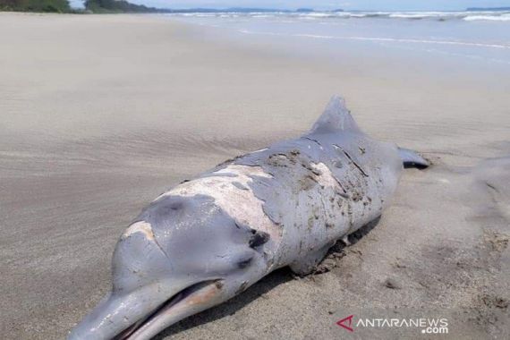Warga Temukan Lumba-lumba Mati di Pantai Tapanuli Selatan - JPNN.COM