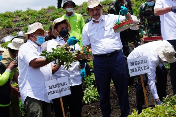 Panen Perdana Kentang di Kawasan Food Estate Humbahas, Luhut: Menggembirakan - JPNN.COM