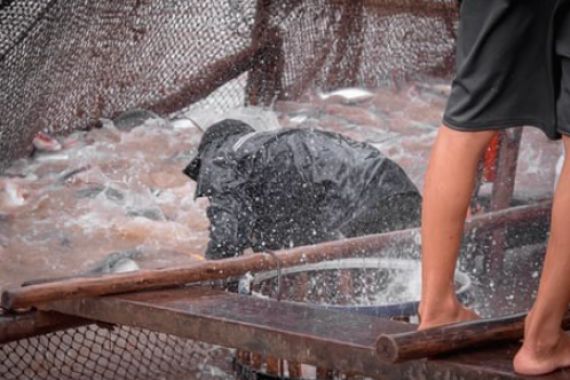 Praktik Akuakultur Dikhawatirkan Membahayakan Kehidupan Ikan - JPNN.COM