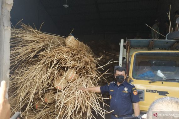 Bea Cukai Menggagalkan Upaya Penyelundupan 100 Ton Rotan ke Malaysia - JPNN.COM