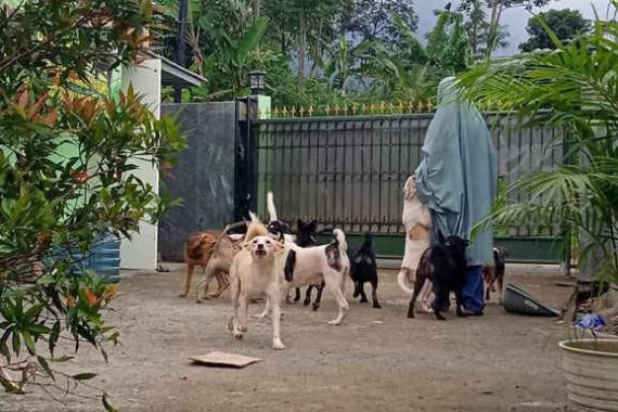 Perempuan Bercadar Pemilik 70 Anjing di Bogor Relakan Sebagian Peliharaannya Direlokasi, tetapi... - JPNN.COM