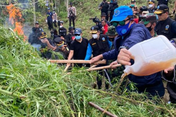 BNN Musnahkan 9 Hektare Ladang Ganja di Ujung Sumatera - JPNN.COM