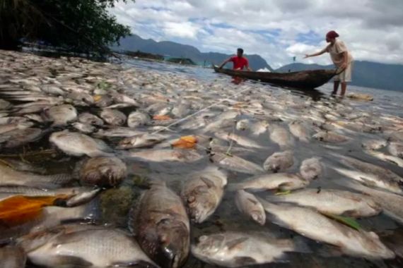 Lima Ton Ikan Mati Mendadak di Danau Maninjau - JPNN.COM