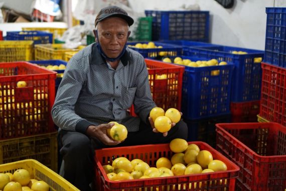 Kementan Fasilitasi Penjualan Lemon Petani ke Pasar Jabodetabek hingga Bali - JPNN.COM